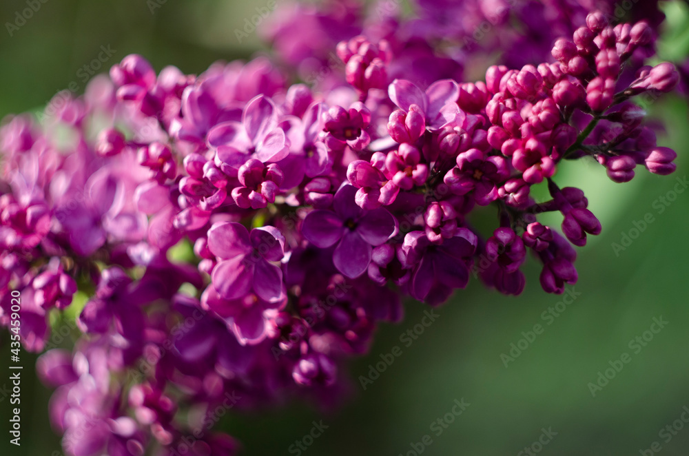 Lilac flowers close up view in the garden Lilac flowers close up view in the garden