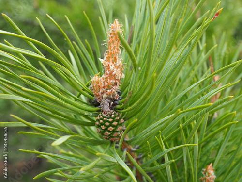 small young pinecone on a pine tree