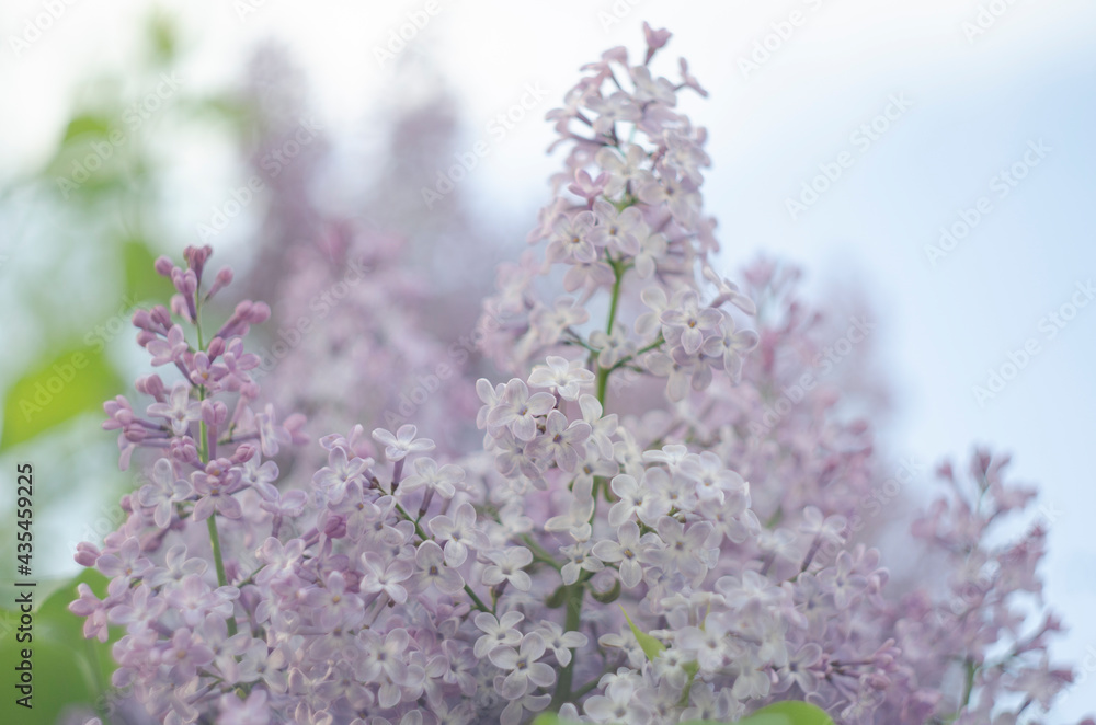 Lilac flowers close up view in the garden Lilac flowers close up view in the garden