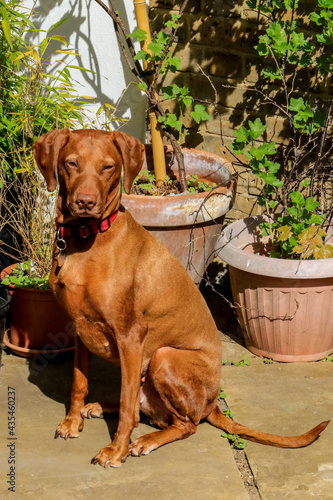 A cute brown Hungarian Vizsla dog sits attentively in the sun in a garden setting. These energetic hunting dogs require plenty of exercise and outside play but are happy to relax once at home