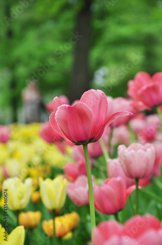 red and yellow tulips in garden