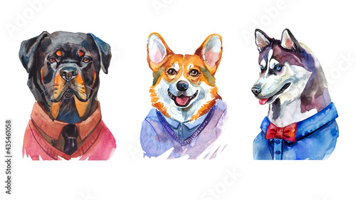 Set of three cute dogs in clothes: Rottweiler, corgi, husky isolated on a white background in color. Watercolour. Banner. The poster. Sketch. Wallpaper. Print. Book. Calendar. © Natalia