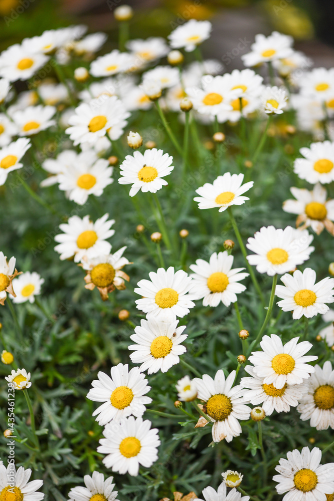 daisy field in summer daisy field in summer