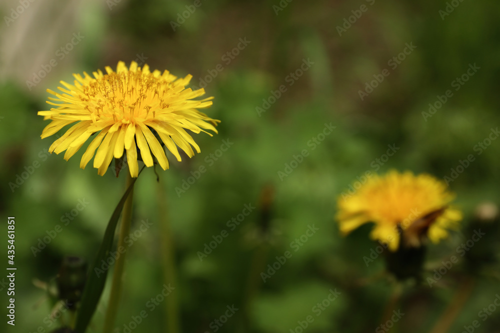 Beautiful yellow dandelion growing outdoors, closeup. Space for text Beautiful yellow dandelion growing outdoors, closeup. Space for text