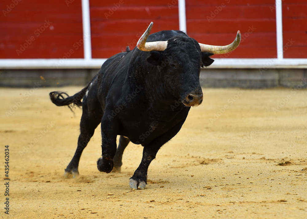 un toro español con grandes cuernos en una plaza de toros durante un espectaculo taurino un toro español con grandes cuernos en una plaza de toros durante un espectaculo taurino
