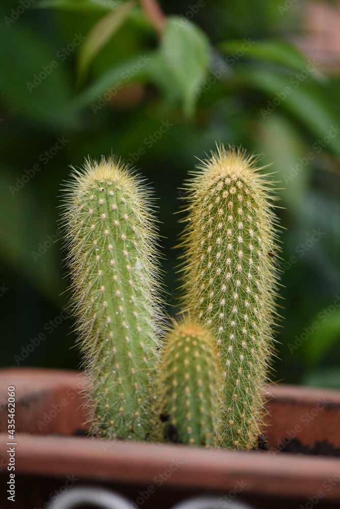thorny cactus in a pot