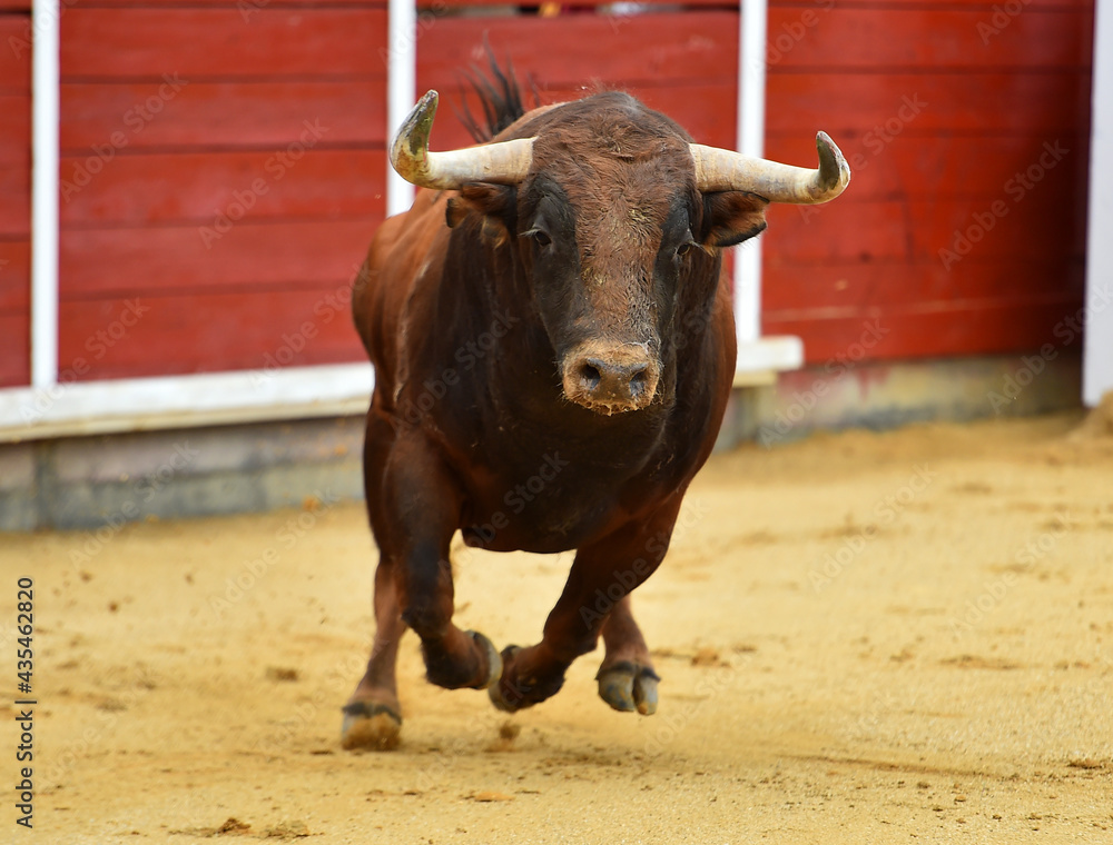 un toro español con grandes cuernos en una plaza de toros durante un espectaculo taurino un toro español con grandes cuernos en una plaza de toros durante un espectaculo taurino