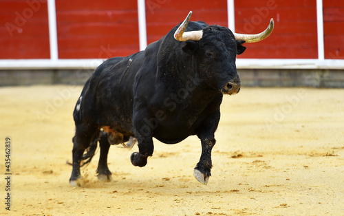 un toro español con grandes cuernos en una plaza de toros durante un espectaculo taurino