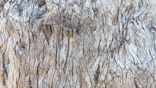 Fine bark texture Leadwood tree (Acacia imberbe) 