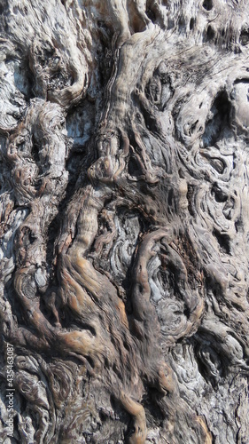 Interesting texture of a tree trunk