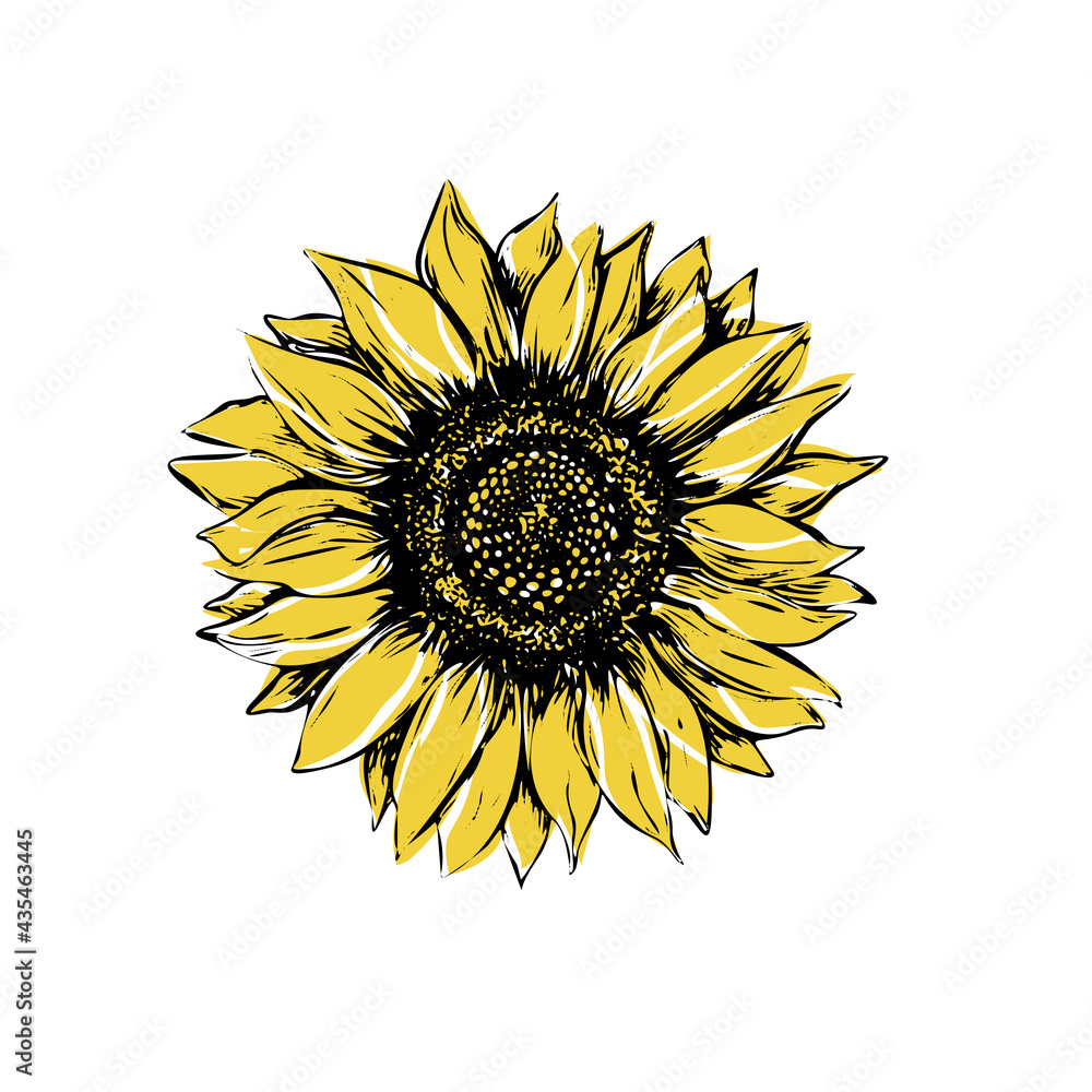 Sunflower vector illustration in sketch style. Black and yellow outline ...
