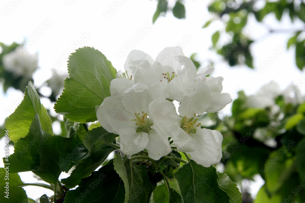 Apple blossom Apple blossom