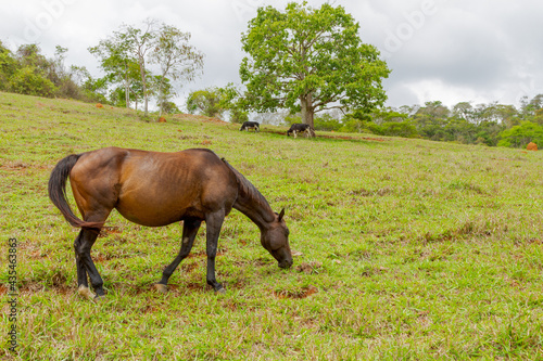 Cavalos pastoreando em   rea de propriedade rural de Guarani  Minas Gerais  Brasil
