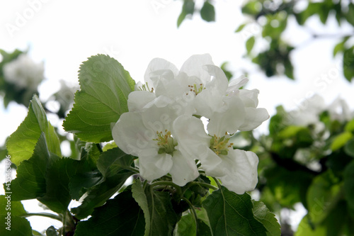 Canvas Print Apple blossom