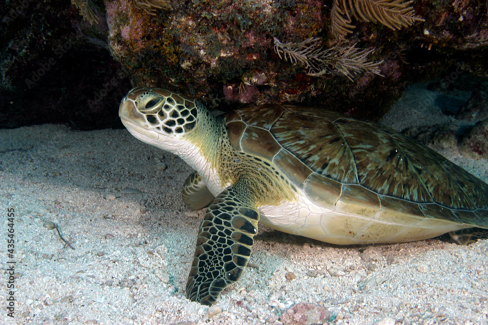 Obraz premium A Green Sea Turtle underwater in the Florida Keys National Marine Sanctuary