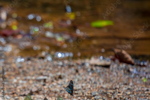 butterfly on the water