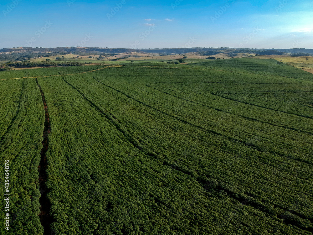 Aerial view of cassava field of a farm in Brazil Aerial view of cassava field of a farm in Brazil