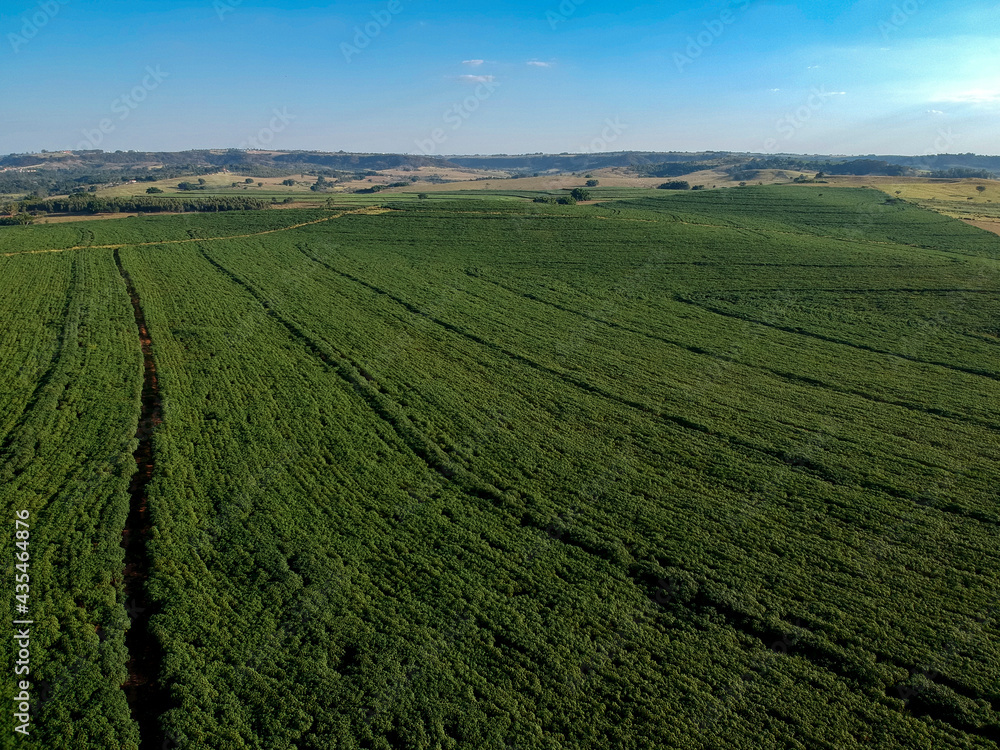 Aerial view of cassava field of a farm in Brazil