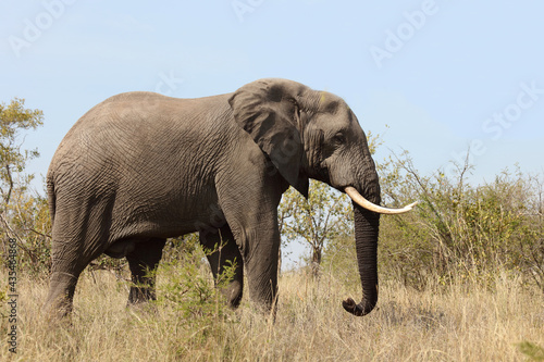 Afrikanischer Elefant   African elephant   Loxodonta africana