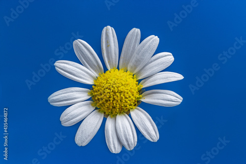 chamomile flower is beautiful and delicate for designers