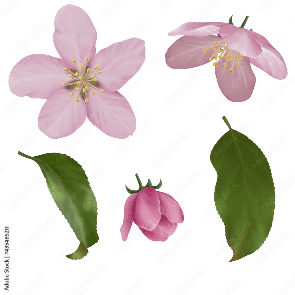 A set of elements of pink apple flowers and leaves on a white background