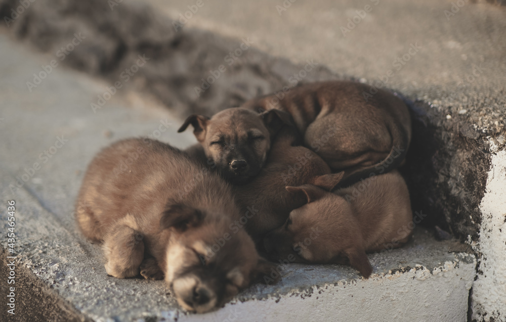 Fototapeta premium Many puppies Sleeping happily