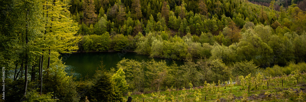 Dark green forest landscape
Dark green forest landscape