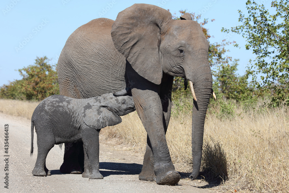 Fototapeta premium Afrikanischer Elefant / African elephant / Loxodonta africana...