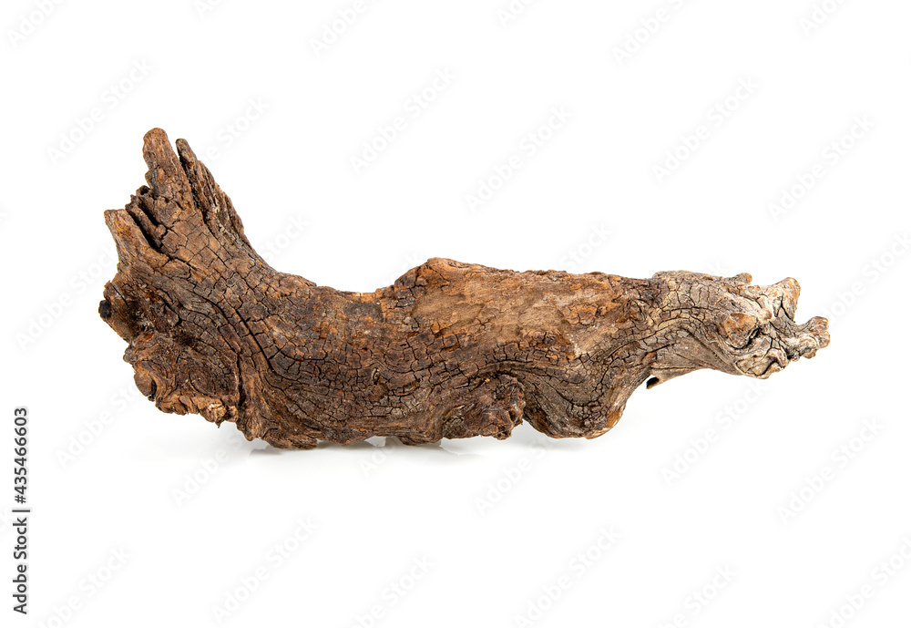 dry branches of tree isolated on white background dry branches of tree isolated on white background