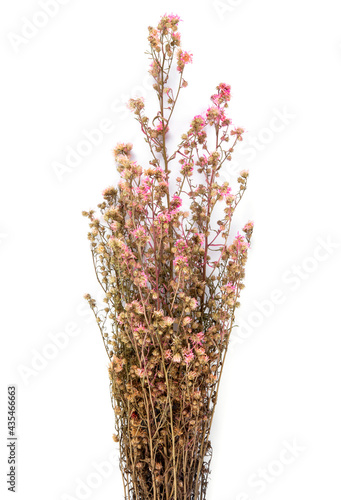 Dried pink flowers isolated on white background.
