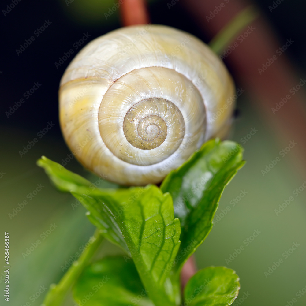 Das gelbe Gehäuse einer Schnirkelschnecke Das gelbe Gehäuse einer Schnirkelschnecke