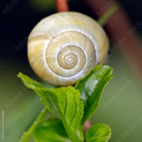 Das gelbe Gehäuse einer Schnirkelschnecke