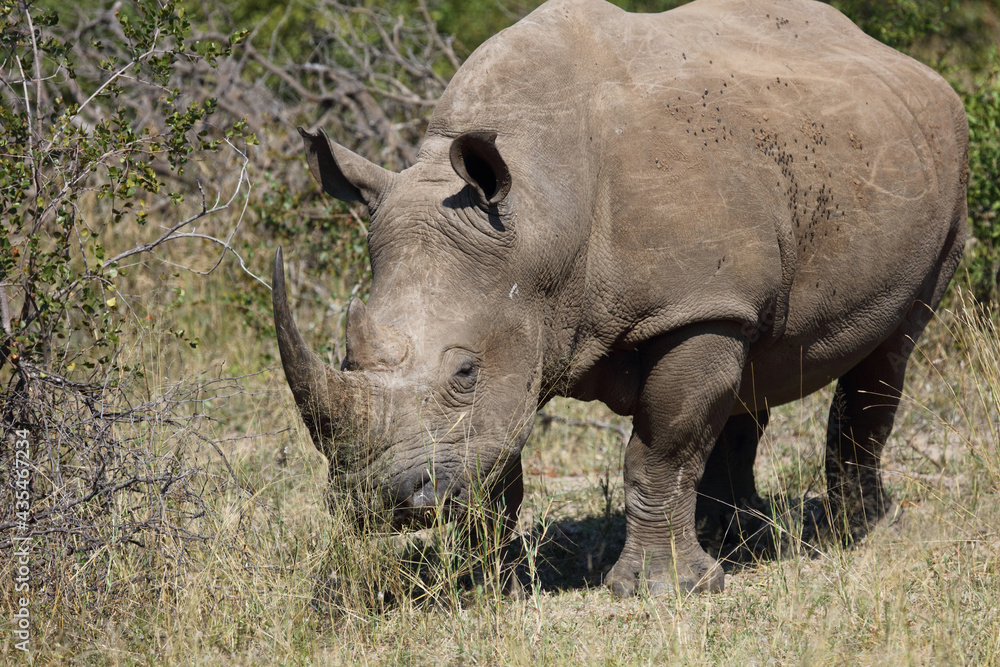Breitmaulnashorn / Square-lipped rhinoceros / Ceratotherium Simum Breitmaulnashorn / Square-lipped rhinoceros / Ceratotherium Simum