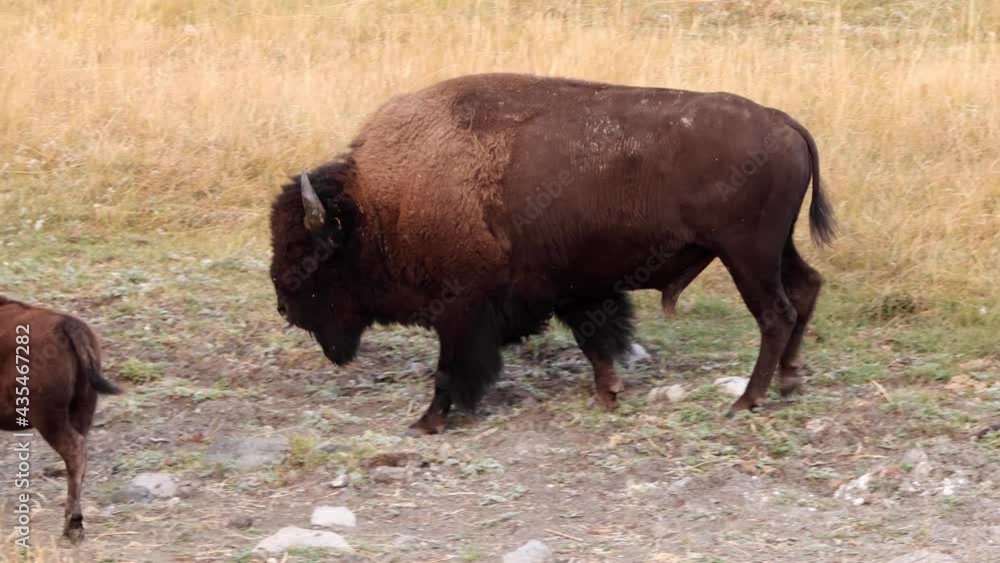 Bison in Yellowstone National Park Bison in Yellowstone National Park