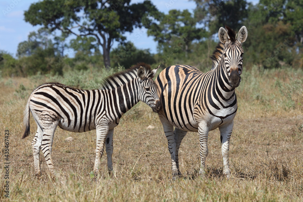 Obraz premium Steppenzebra / Burchell's zebra / Equus burchellii....