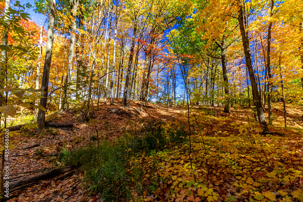 Glittering forest colors added with blue sky beauty - Fall in Central Ontario, Canada