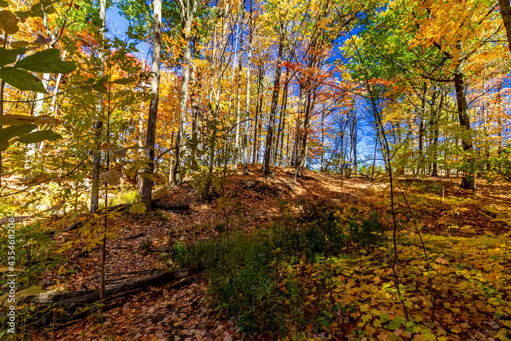 The unending forest floor of gold - Fall in Central Ontario, Canada