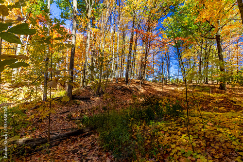 The unending forest floor of gold - Fall in Central Ontario, Canada