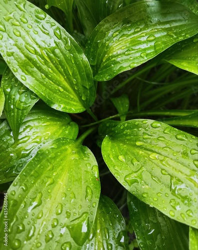 green leaf with drops
