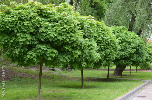 drzew, park, charakter, zieleń, krajobraz, bory, gras, drzew, lato, jary, niebo, jardin, pola, roślin, okolica, piękne, droga, hayfield, drewna, trawnik, feuille, liści, doba, drewna © Szymon