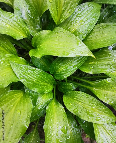 Photo wallpaper of green leaves with rain drops. Bush, plant.