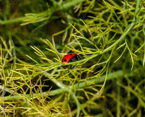 A ladybug walking