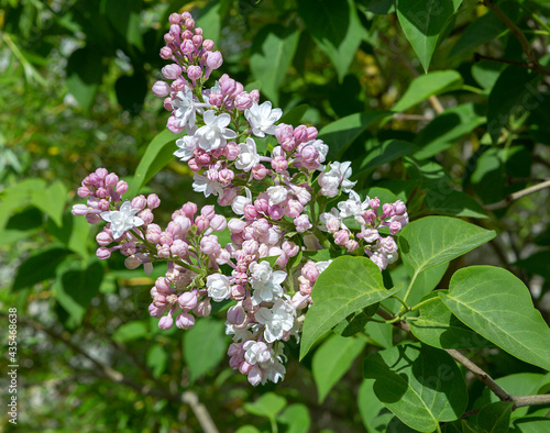 Blooms white-pink terry lilac. Terry lilac is extremely beautiful, it has lush flowers. The plant exudes a refined spicy aroma. Blooms in late spring.