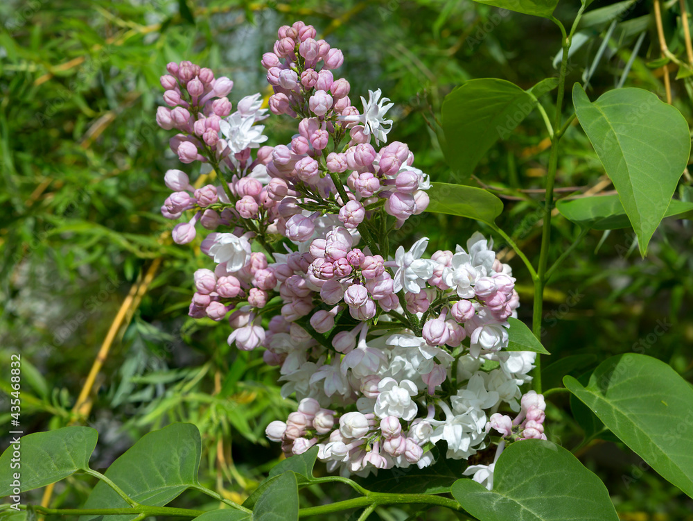 Blooms white-pink terry lilac.
Terry lilac is extremely beautiful, it has lush flowers. The plant exudes a refined spicy aroma. Blooms in late spring. Blooms white-pink terry lilac.
Terry lilac is extremely beautiful, it has lush flowers. The plant exudes a refined spicy aroma. Blooms in late spring.