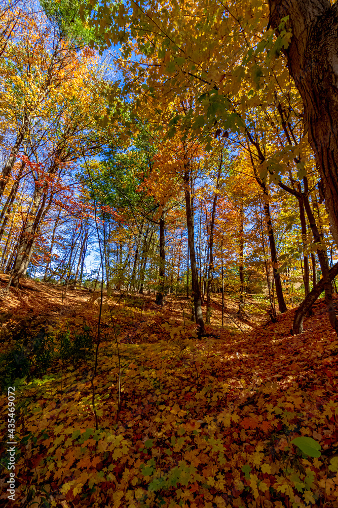 Every undulation covered with gold - Fall in Central Ontario, Canada