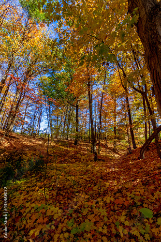 Every undulation covered with gold - Fall in Central Ontario, Canada © Ravi
