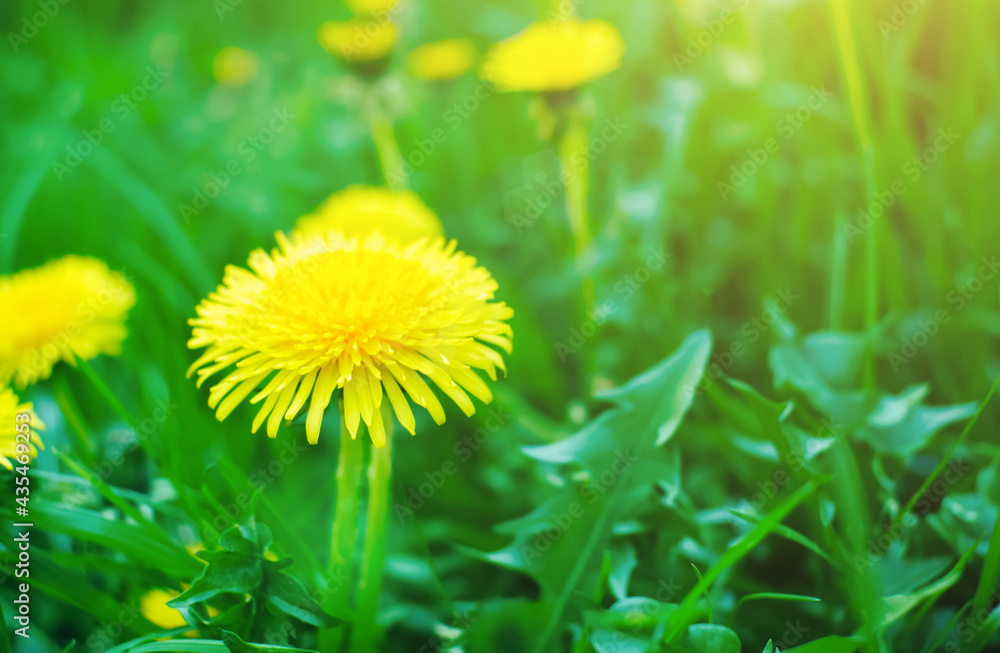 Yellow dandelions in the green spring grass. Sunny summer day. Yellow dandelions in the green spring grass. Sunny summer day.