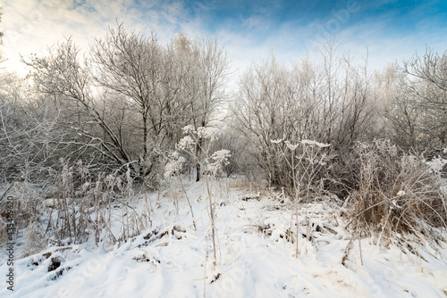 Winter forest in a frosty morning