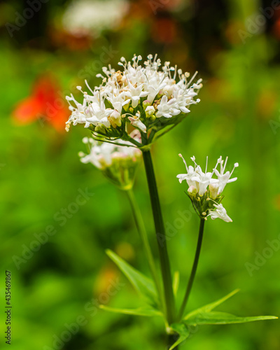Garden Valerian