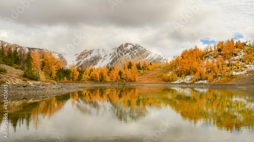 Golden Larch Reflection photo